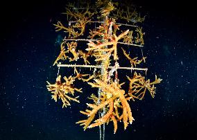 Coral Spawning - Florida