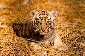 Bengal Tiger Cubs at Bandung Zoo - Indonesia