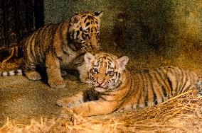 Bengal Tiger Cubs at Bandung Zoo - Indonesia