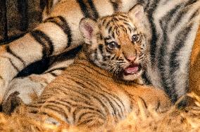 Bengal Tiger Cubs at Bandung Zoo - Indonesia
