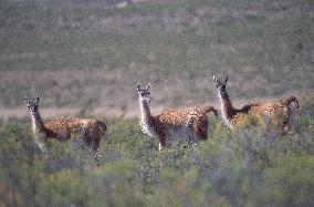 Illustration - Patagonie