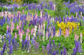 Illustration - Patagonie