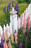 Illustration - Patagonie