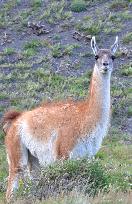 Illustration - Patagonie