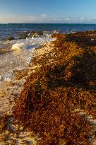 Illustration - Sargassum Antilles