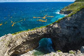 Illustration - Sargassum Antilles