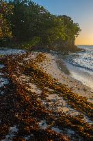 Illustration - Sargassum Antilles