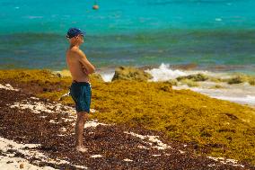 Illustration - Sargassum Antilles