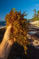 Illustration - Sargassum Antilles