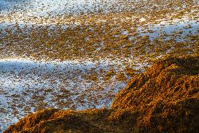 Illustration - Sargassum Antilles