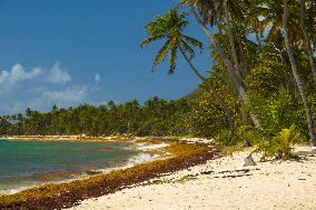 Illustration - Sargassum Antilles