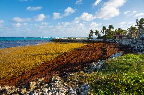 Illustration - Sargassum Antilles