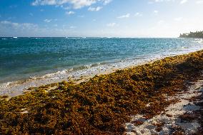 Illustration - Sargassum Antilles