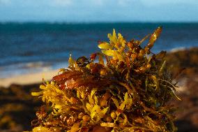Illustration - Sargassum Antilles