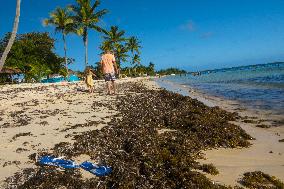 Illustration - Sargassum Antilles