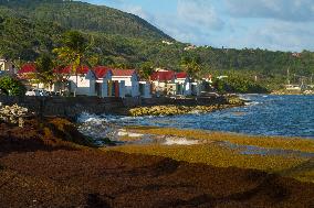 Illustration - Sargassum Antilles