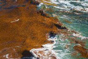 Illustration - Sargassum Antilles