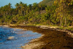 Illustration - Sargassum Antilles