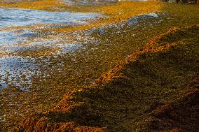 Illustration - Sargassum Antilles