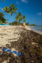 Illustration - Sargassum Antilles