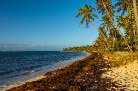 Illustration - Sargassum Antilles