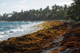 Illustration - Sargassum Antilles