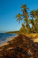 Illustration - Sargassum Antilles