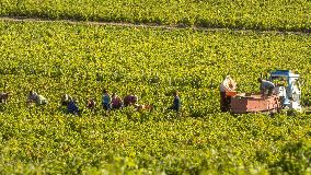 Illustration - Vin Beaujolais