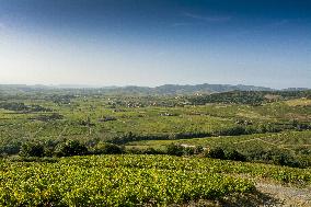 Illustration - Vin Beaujolais