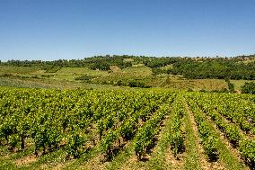 Illustration - Vin Beaujolais