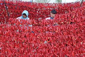 Farmers Drying Chili Peppers