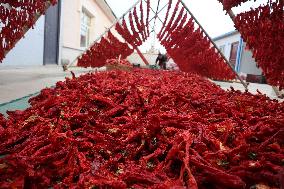Farmers Drying Chili Peppers