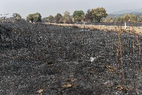 Wildfires in Caceres - Spain
