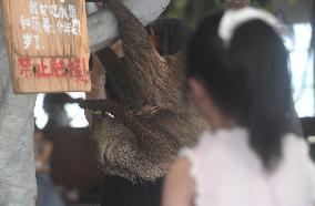 A Sloth Cafe in Hangzhou