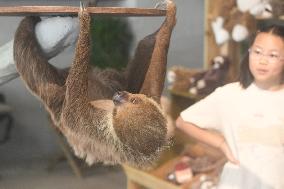 A Sloth Cafe in Hangzhou