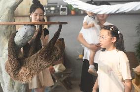 A Sloth Cafe in Hangzhou