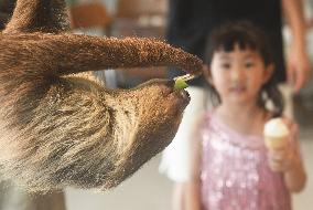 A Sloth Cafe in Hangzhou