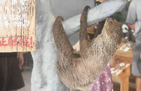 A Sloth Cafe in Hangzhou