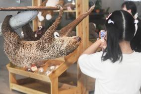 A Sloth Cafe in Hangzhou