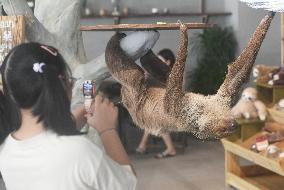 A Sloth Cafe in Hangzhou