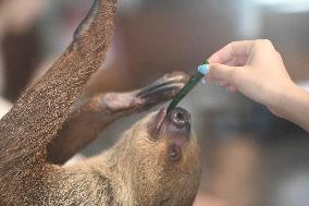 A Sloth Cafe in Hangzhou
