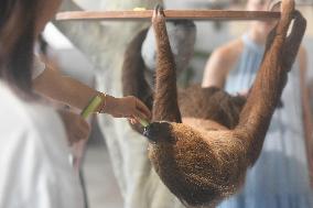 A Sloth Cafe in Hangzhou