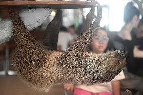 A Sloth Cafe in Hangzhou