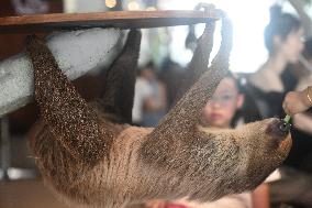A Sloth Cafe in Hangzhou