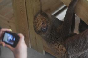 A Sloth Cafe in Hangzhou
