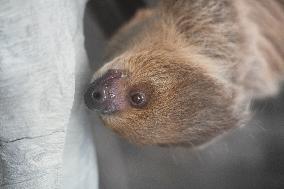 A Sloth Cafe in Hangzhou