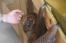 A Sloth Cafe in Hangzhou