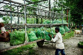 Tea Garden Workers - India