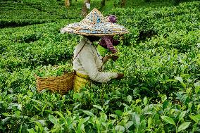 Tea Garden Workers - India