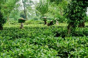 Tea Garden Workers - India